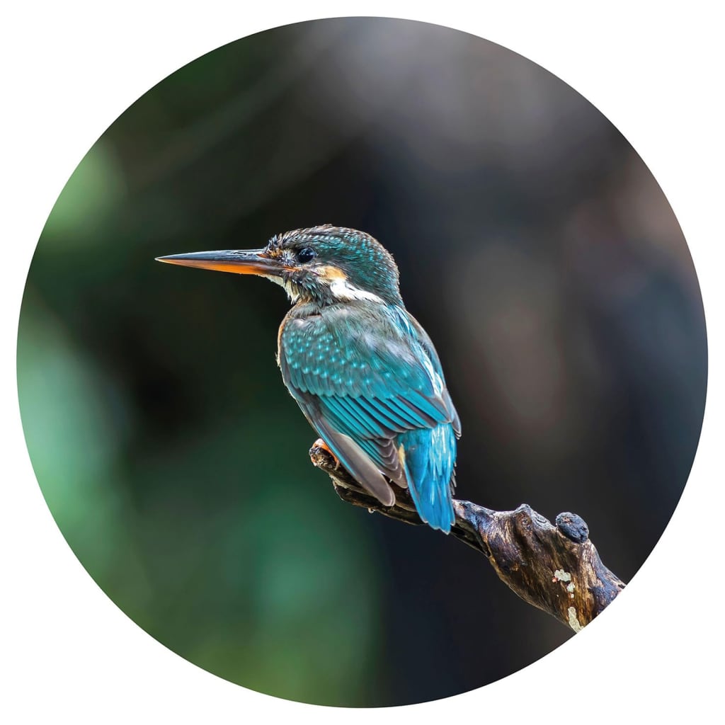 WallArt tapetcirkel The Kingfisher 142,5 cm